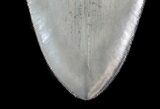 Serrated Megalodon Tooth - Georgia #39442-2
